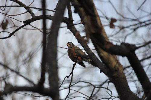 American Robin
