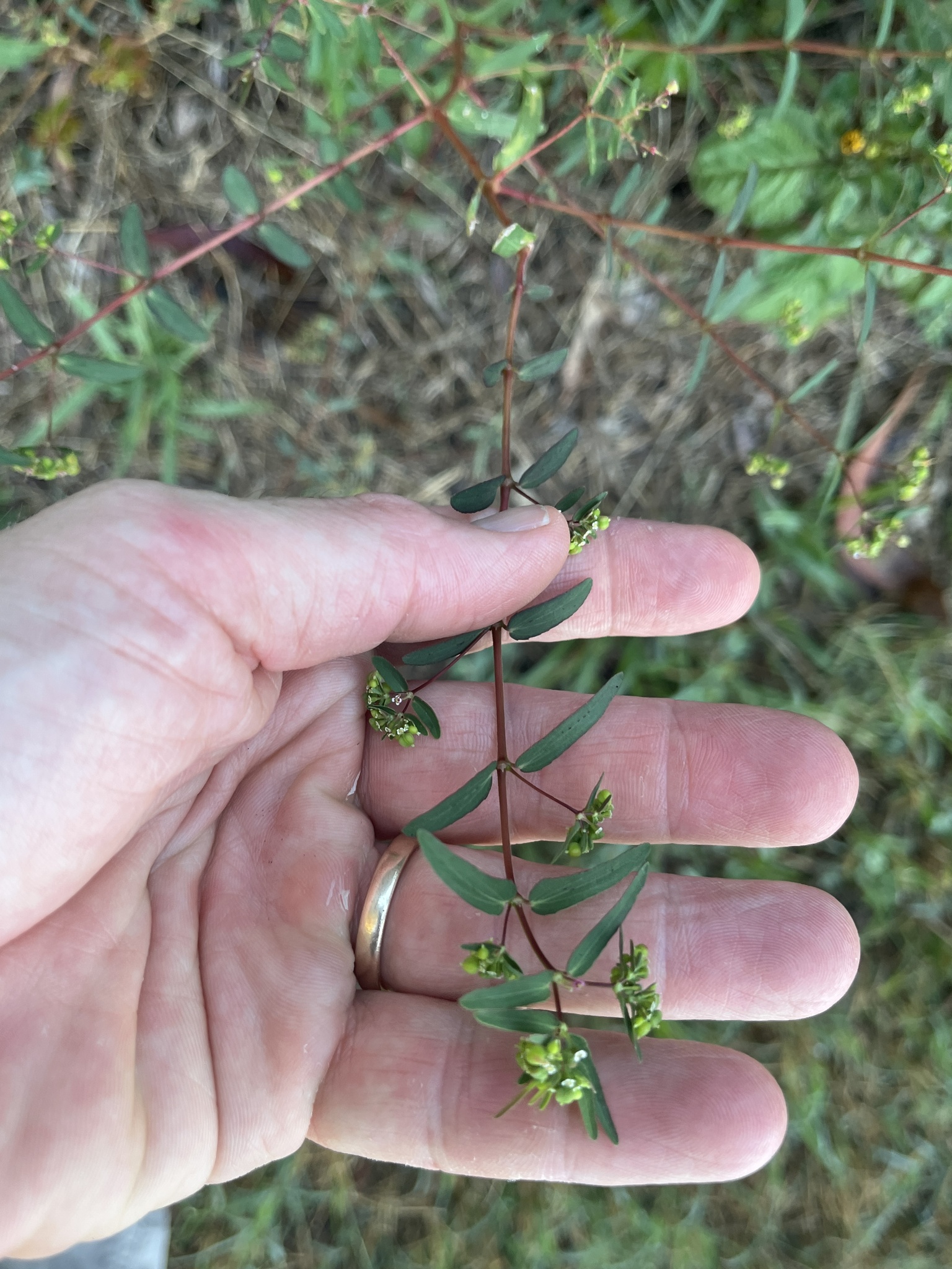 Hyssop spurge