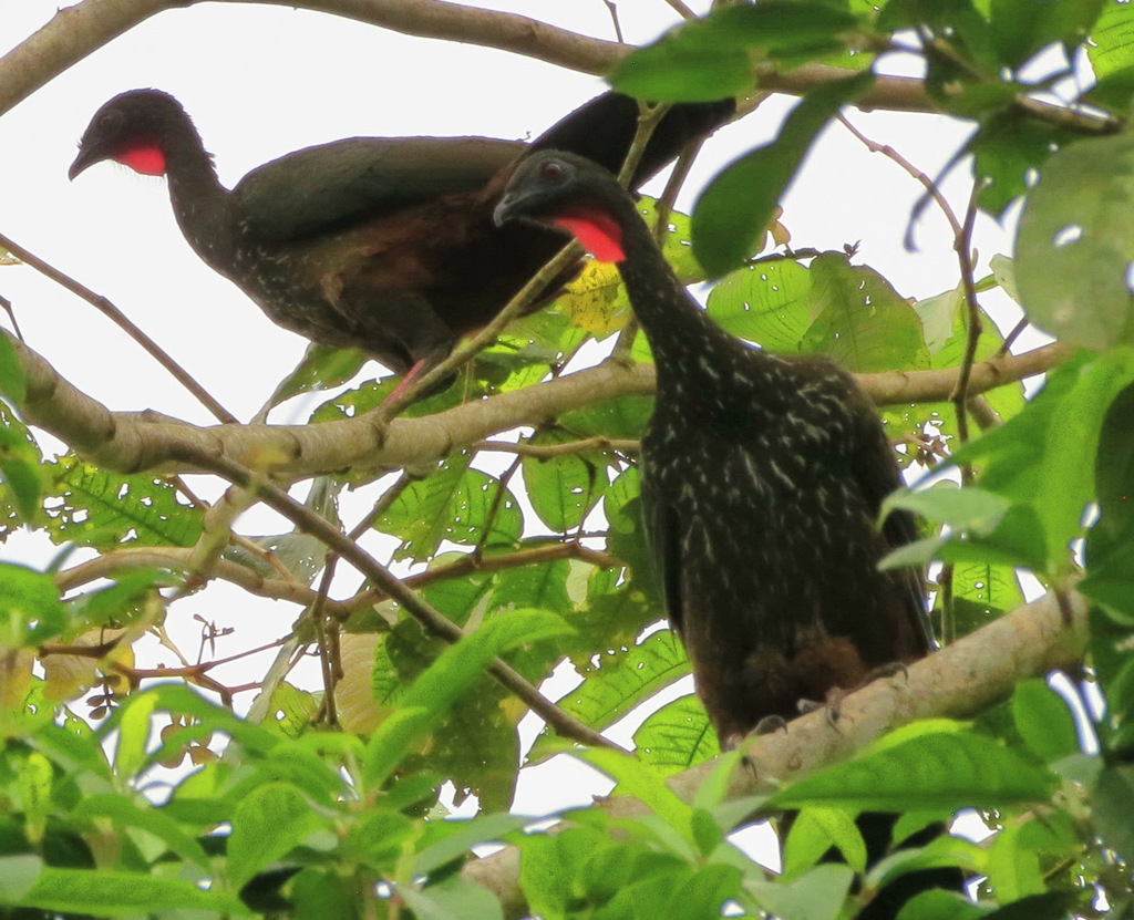 Crested Guan