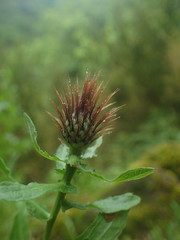Centaurea pectinata