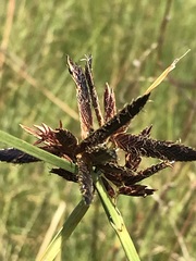 Cyperus macranthus
