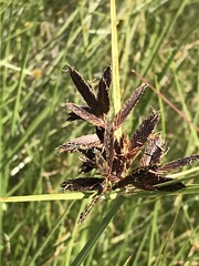 Cyperus macranthus