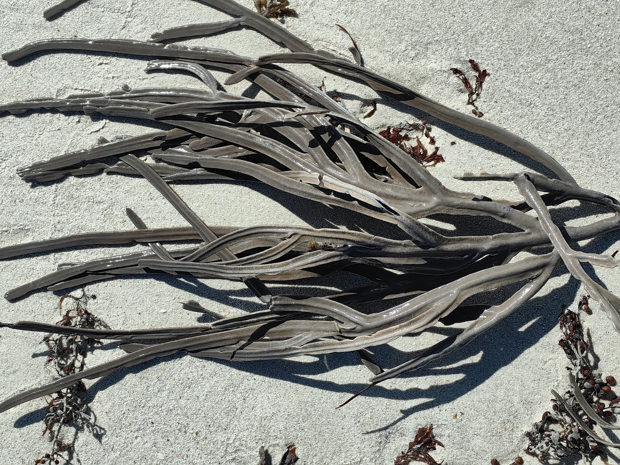 Pterogorgia anceps (Pallas, 1766)