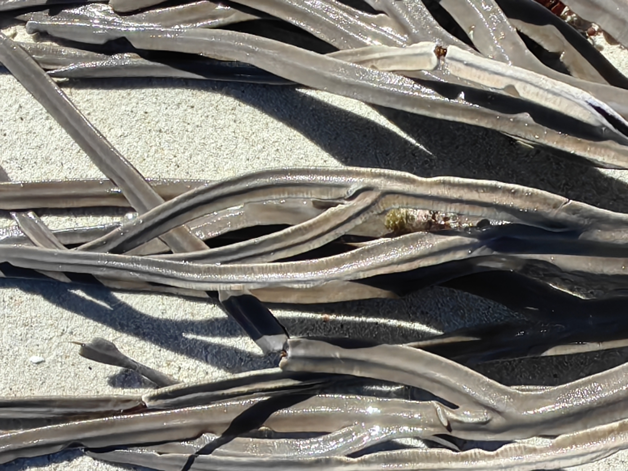 Pterogorgia anceps (Pallas, 1766)