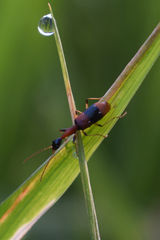Ophionea indica