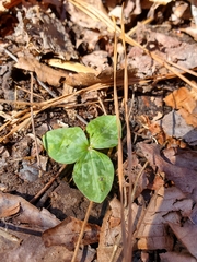 Trillium stamineum