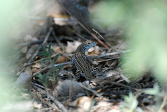 Aspidoscelis neotesselatus