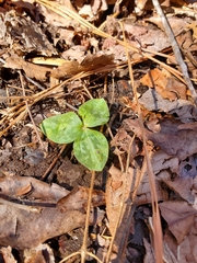 Trillium stamineum