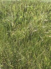 Agrostis eriantha