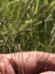 Agrostis eriantha
