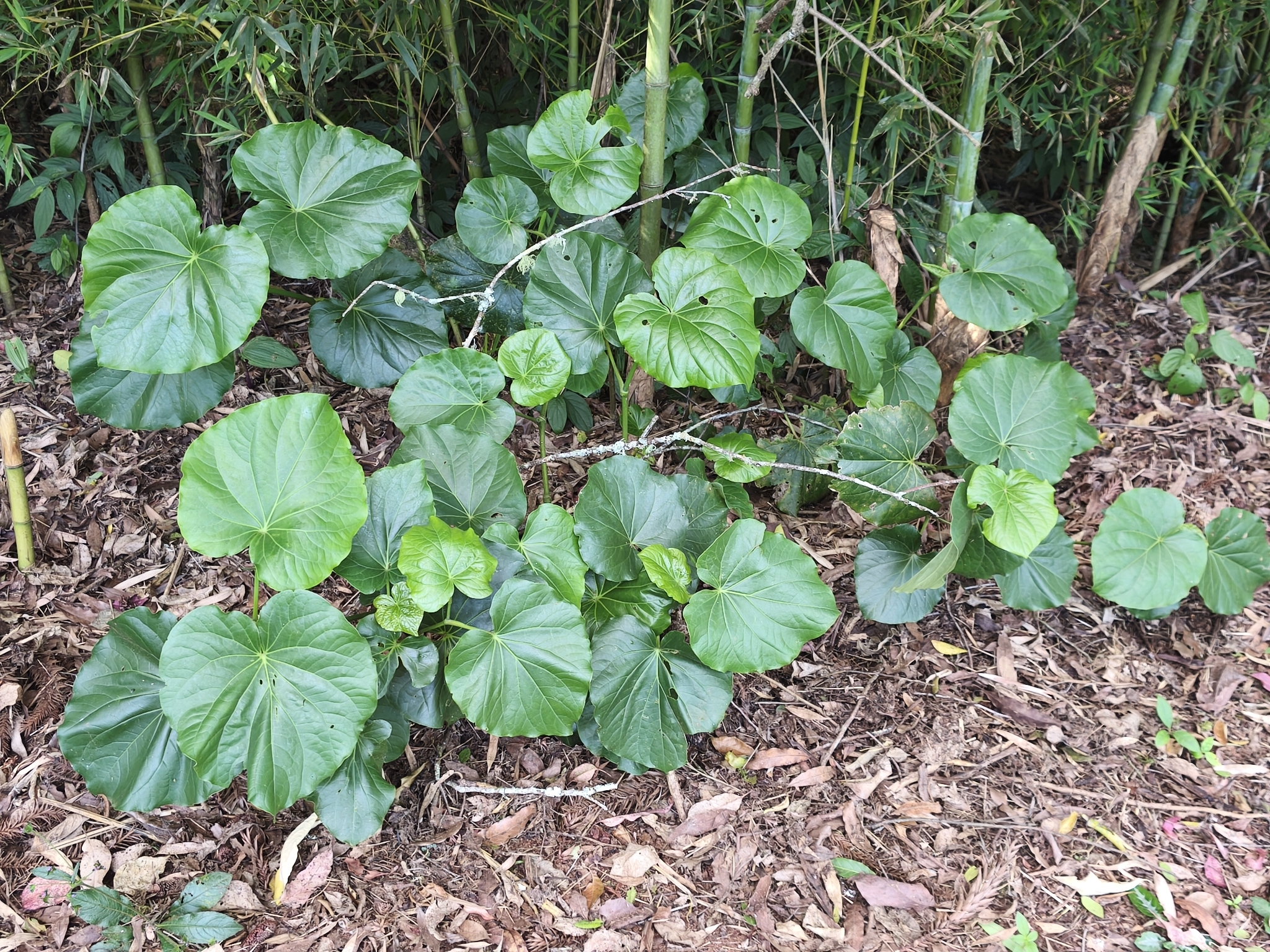 Piper umbellatum