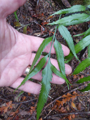 Asplenium flaccidum × oblongifolium