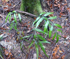 Asplenium flaccidum × oblongifolium