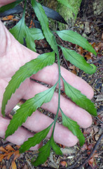 Asplenium flaccidum × oblongifolium