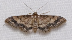 Idaea pervertipennis