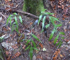 Asplenium flaccidum × oblongifolium