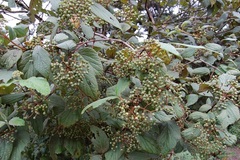 Viburnum jucundum