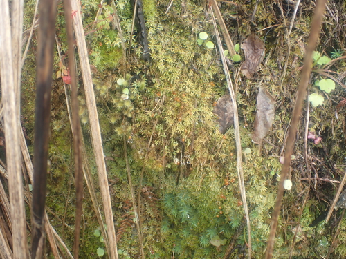 Philonotis scabrifolia observed 2026-01-22