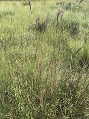 Andropogon appendiculatus