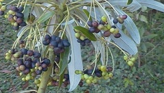 Drimys granadensis