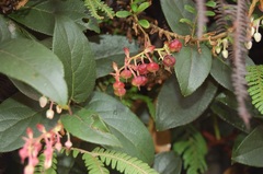 Gaultheria erecta