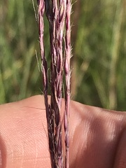 Andropogon appendiculatus