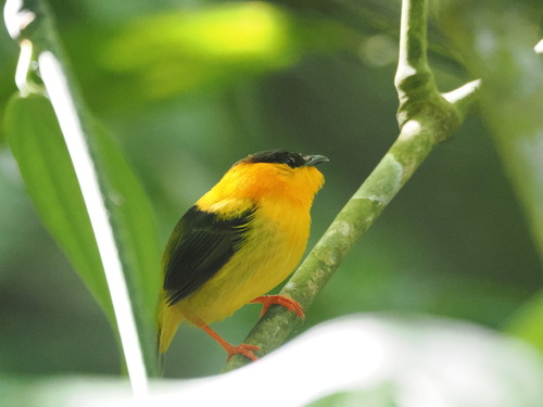Orange-collared Manakin (Manacus aurantiacus), photo 9