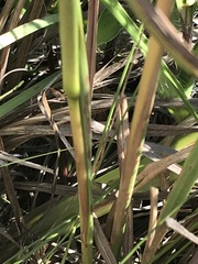 Andropogon appendiculatus