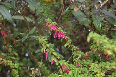 Fuchsia thymifolia