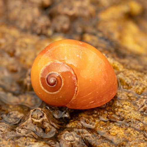 Littorina obtusata