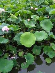 Nelumbo nucifera