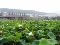 Nelumbo nucifera