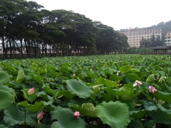 Nelumbo nucifera