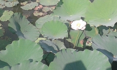 Nelumbo nucifera