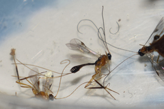 Macrocentrus homonae