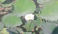 Nelumbo nucifera