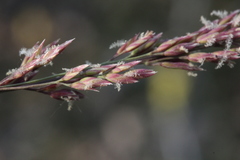 Arctagrostis latifolia