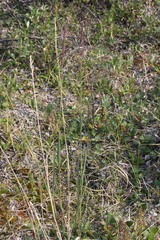 Arctagrostis latifolia
