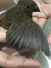 Cyanocompsa parellina