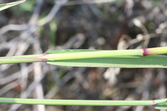 Arctagrostis latifolia
