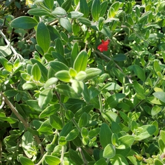 Gambelia