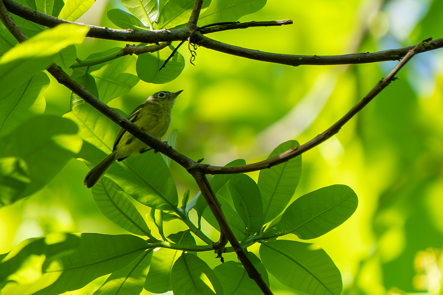 Panama Tyrannulet (Phylloscartes flavovirens), photo 1