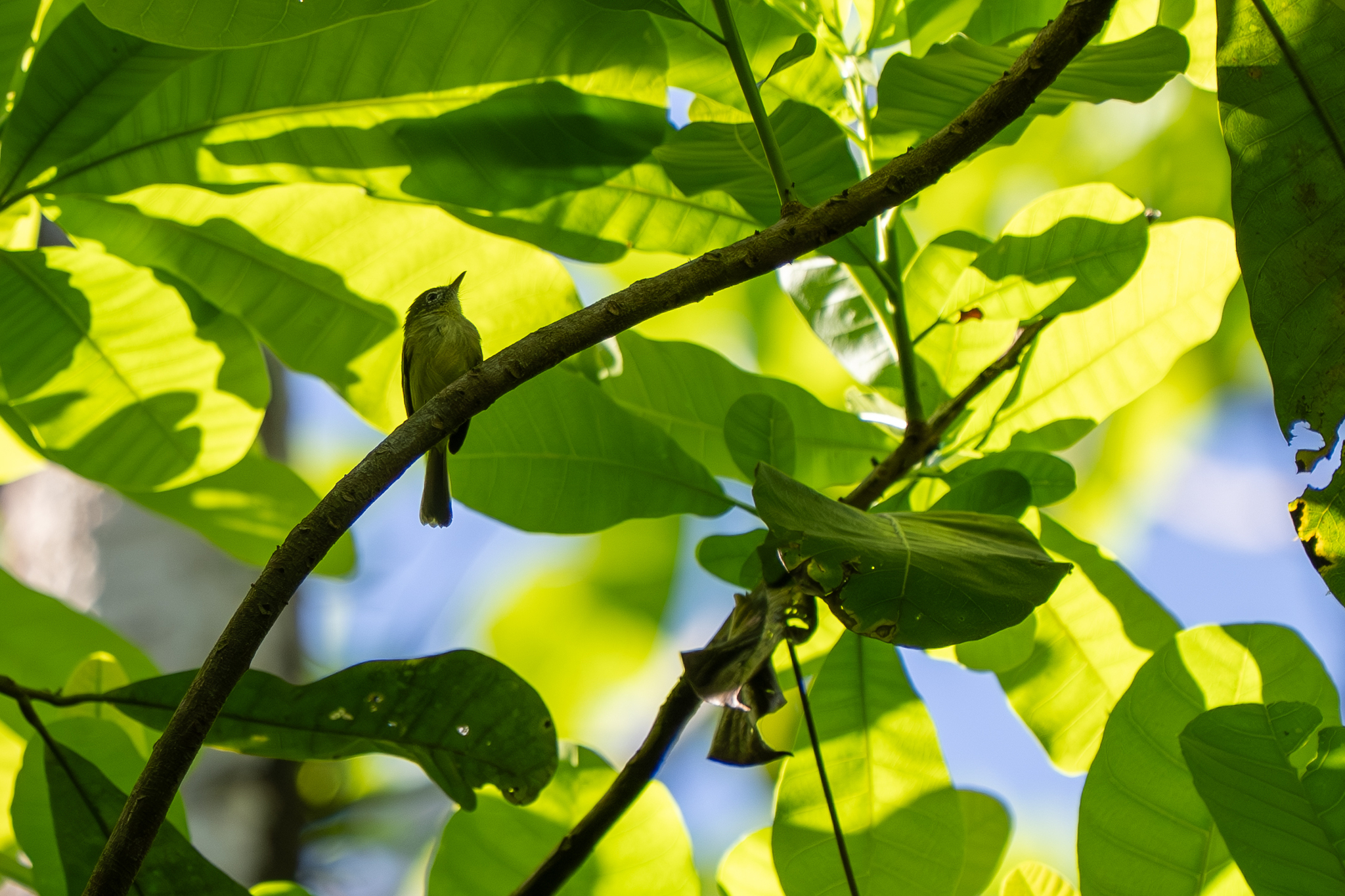 Panama Tyrannulet (Phylloscartes flavovirens), photo 3
