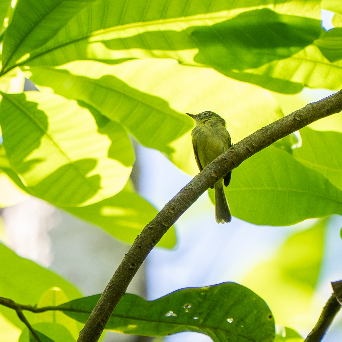 Panama Tyrannulet (Phylloscartes flavovirens), photo 4