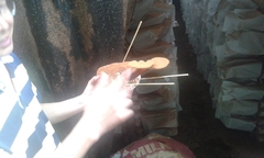 Ganoderma