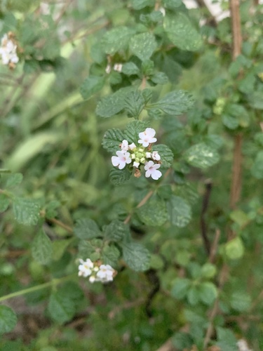 Lippia micromera