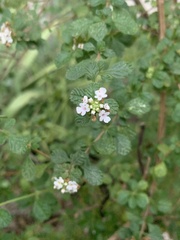 Lippia micromera