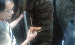 Ganoderma