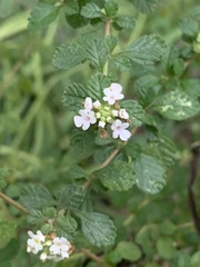 Lippia micromera, photograph (c) Dairon Cuevas Riveras, some rights reserved (CC BY-SA)