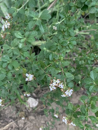 Lippia micromera, photograph 3
